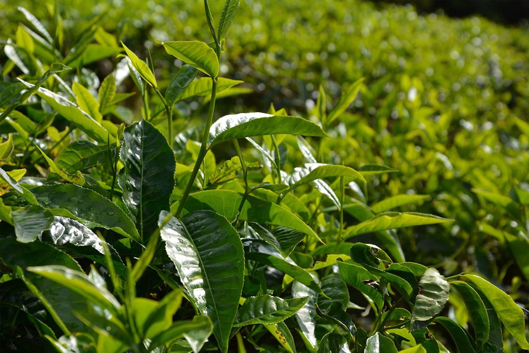 Tea Tree Harvesting